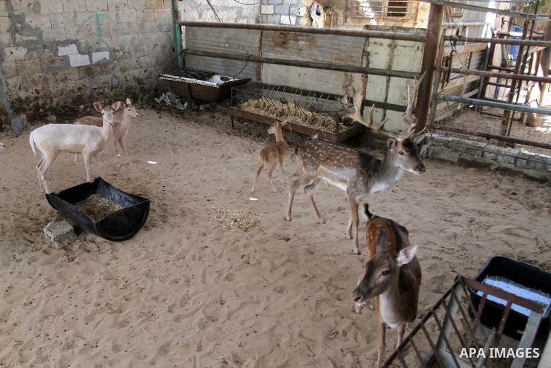 A picture taken on October 2, 2016 shows deers at small farm in Khan Yunis in the southern Gaza Strip. Two male and female deers were smuggled from Egypt into the Gaza strip through a tunnel, before they were sold to Sha...