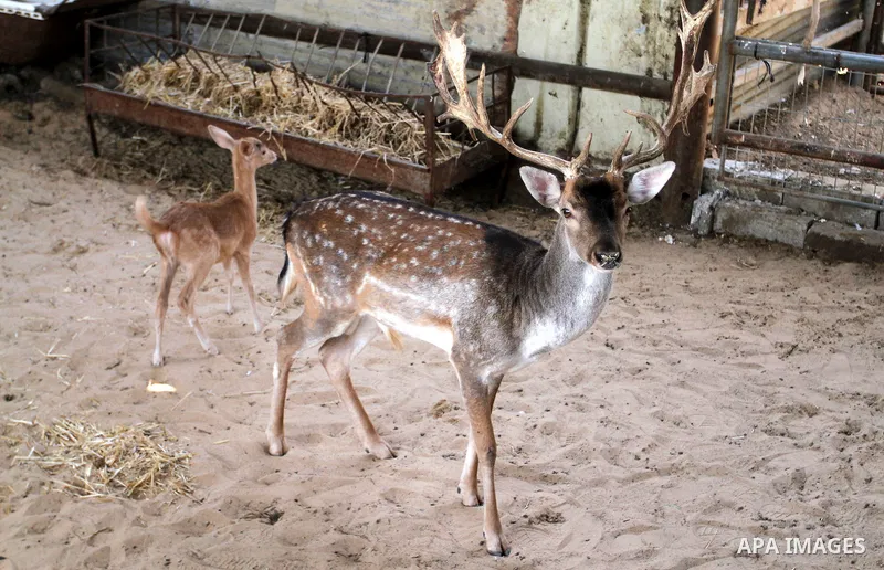 A picture taken on October 2, 2016 shows deers at small farm in Khan Yunis in the southern Gaza Strip. Two male and female deers were smuggled from Egypt into the Gaza strip through a tunnel, before they were sold to Sha...