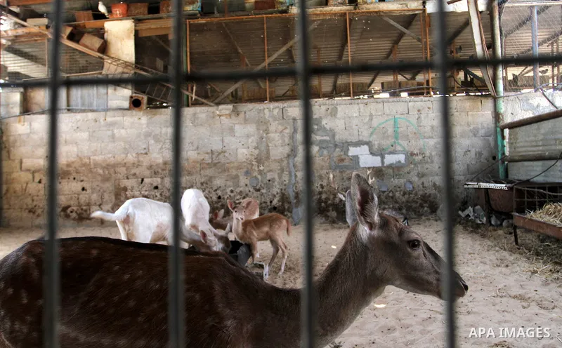 A picture taken on October 2, 2016 shows deers at small farm in Khan Yunis in the southern Gaza Strip. Two male and female deers were smuggled from Egypt into the Gaza strip through a tunnel, before they were sold to Sha...