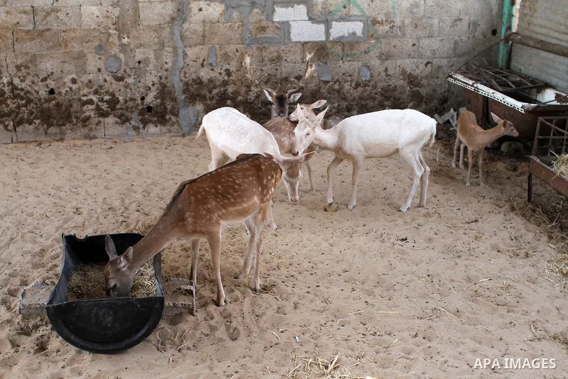 A picture taken on October 2, 2016 shows deers at small farm in Khan Yunis in the southern Gaza Strip. Two male and female deers were smuggled from Egypt into the Gaza strip through a tunnel, before they were sold to Sha...