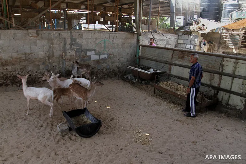 A picture taken on October 2, 2016 shows deers at small farm in Khan Yunis in the southern Gaza Strip. Two male and female deers were smuggled from Egypt into the Gaza strip through a tunnel, before they were sold to Sha...
