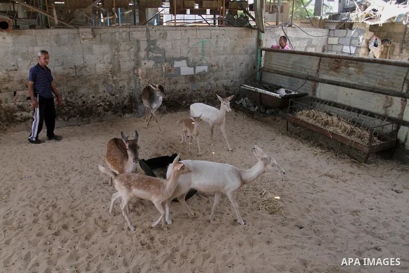 A picture taken on October 2, 2016 shows deers at small farm in Khan Yunis in the southern Gaza Strip. Two male and female deers were smuggled from Egypt into the Gaza strip through a tunnel, before they were sold to Sha...