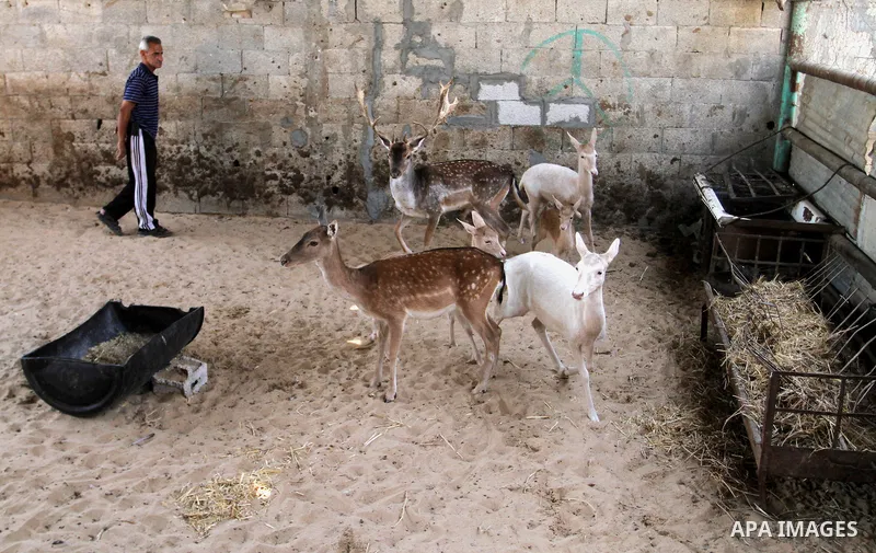 A picture taken on October 2, 2016 shows deers at small farm in Khan Yunis in the southern Gaza Strip. Two male and female deers were smuggled from Egypt into the Gaza strip through a tunnel, before they were sold to Sha...