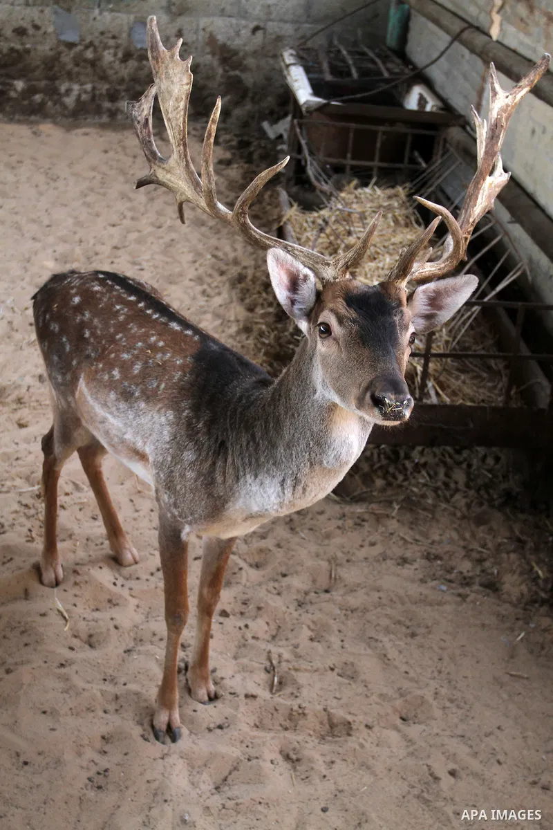 A picture taken on October 2, 2016 shows deers at small farm in Khan Yunis in the southern Gaza Strip. Two male and female deers were smuggled from Egypt into the Gaza strip through a tunnel, before they were sold to Sha...
