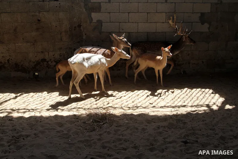 A picture taken on October 2, 2016 shows deers at small farm in Khan Yunis in the southern Gaza Strip. Two male and female deers were smuggled from Egypt into the Gaza strip through a tunnel, before they were sold to Sha...