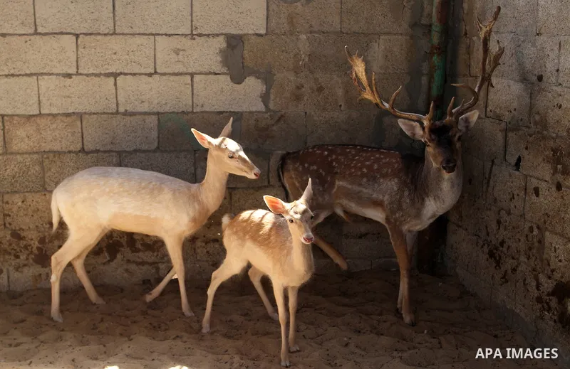 A picture taken on October 2, 2016 shows deers at small farm in Khan Yunis in the southern Gaza Strip. Two male and female deers were smuggled from Egypt into the Gaza strip through a tunnel, before they were sold to Sha...