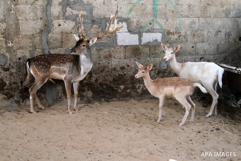 A picture taken on October 2, 2016 shows deers at small farm in Khan Yunis in the southern Gaza Strip. Two male and female deers were smuggled from Egypt into the Gaza strip through a tunnel, before they were sold to Sha...