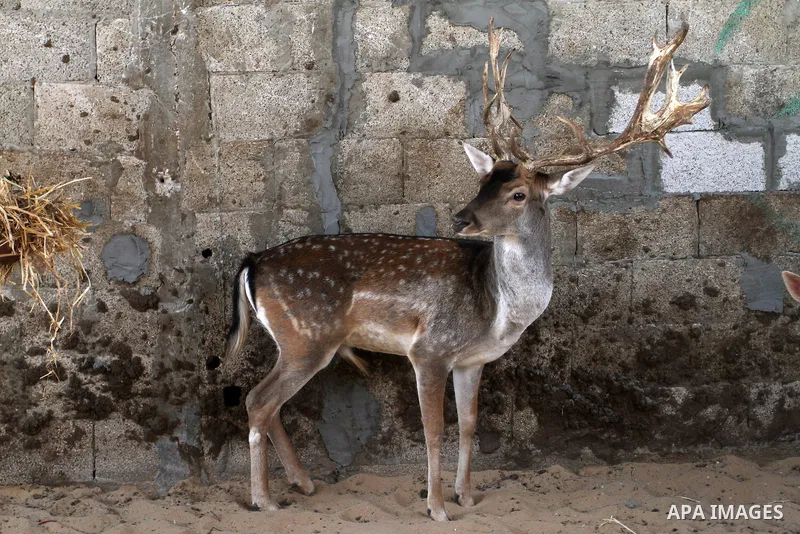 A picture taken on October 2, 2016 shows deers at small farm in Khan Yunis in the southern Gaza Strip. Two male and female deers were smuggled from Egypt into the Gaza strip through a tunnel, before they were sold to Sha...