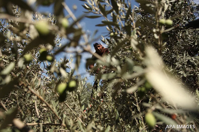 A Palestinian man picks olives during harvest season at a farm in Bureij refugee camp, central Gaza Strip, October 6, 2016. Photo by Ashraf Amra