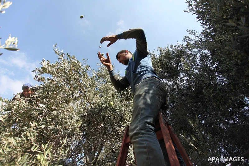 A Palestinian man picks olives during harvest season at a farm in Bureij refugee camp, central Gaza Strip, October 6, 2016. Photo by Ashraf Amra
