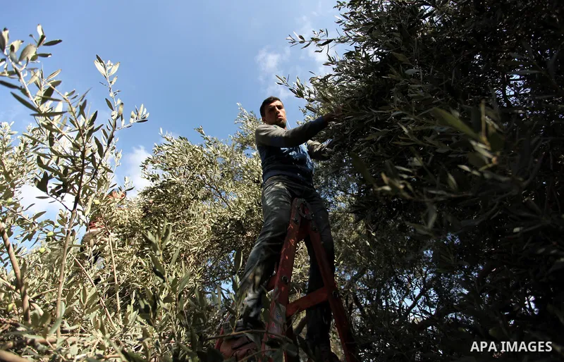 A Palestinian man picks olives during harvest season at a farm in Bureij refugee camp, central Gaza Strip, October 6, 2016. Photo by Ashraf Amra