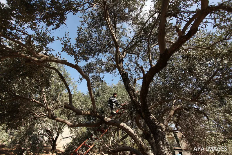 A Palestinian man picks olives during harvest season at a farm in Bureij refugee camp, central Gaza Strip, October 6, 2016. Photo by Ashraf Amra