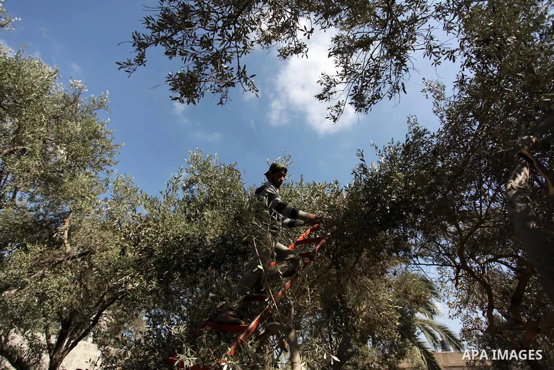 A Palestinian man picks olives during harvest season at a farm in Bureij refugee camp, central Gaza Strip, October 6, 2016. Photo by Ashraf Amra