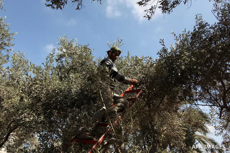 A Palestinian man picks olives during harvest season at a farm in Bureij refugee camp, central Gaza Strip, October 6, 2016. Photo by Ashraf Amra