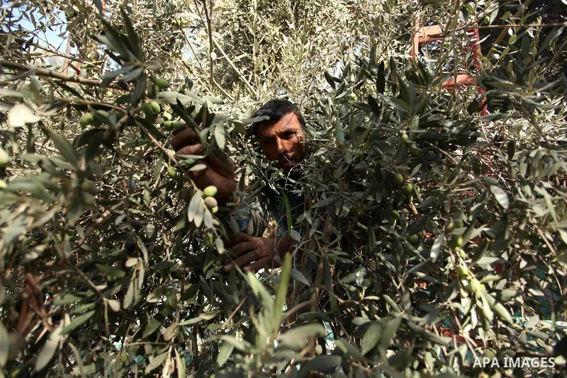 A Palestinian man picks olives during harvest season at a farm in Bureij refugee camp, central Gaza Strip, October 6, 2016. Photo by Ashraf Amra