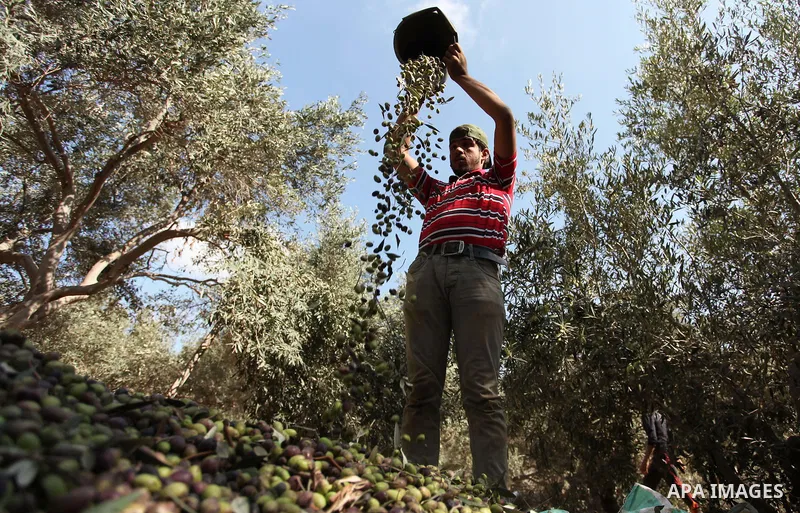 A Palestinian man picks olives during harvest season at a farm in Bureij refugee camp, central Gaza Strip, October 6, 2016. Photo by Ashraf Amra