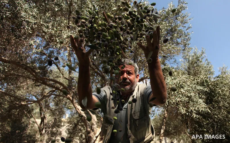 A Palestinian man picks olives during harvest season at a farm in Bureij refugee camp, central Gaza Strip, October 6, 2016. Photo by Ashraf Amra
