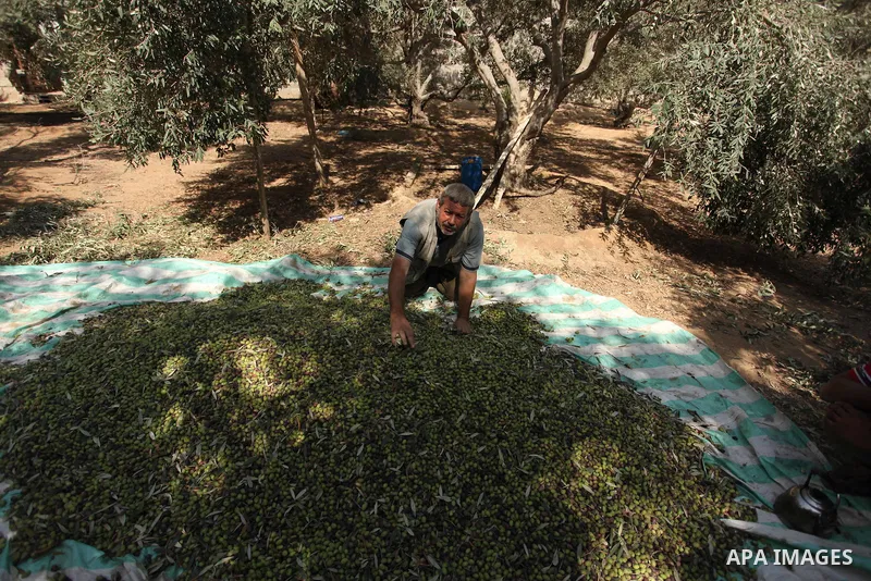 A Palestinian man picks olives during harvest season at a farm in Bureij refugee camp, central Gaza Strip, October 6, 2016. Photo by Ashraf Amra