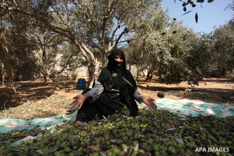 A Palestinian woman picks olives during harvest season at a farm in Bureij refugee camp, central Gaza Strip, October 6, 2016. Photo by Ashraf Amra