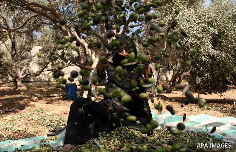 A Palestinian woman picks olives during harvest season at a farm in Bureij refugee camp, central Gaza Strip, October 6, 2016. Photo by Ashraf Amra