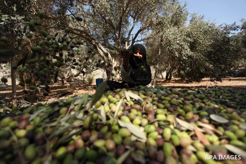 A Palestinian woman picks olives during harvest season at a farm in Bureij refugee camp, central Gaza Strip, October 6, 2016. Photo by Ashraf Amra