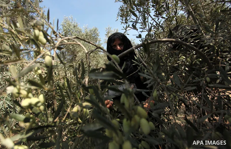A Palestinian woman picks olives during harvest season at a farm in Bureij refugee camp, central Gaza Strip, October 6, 2016. Photo by Ashraf Amra