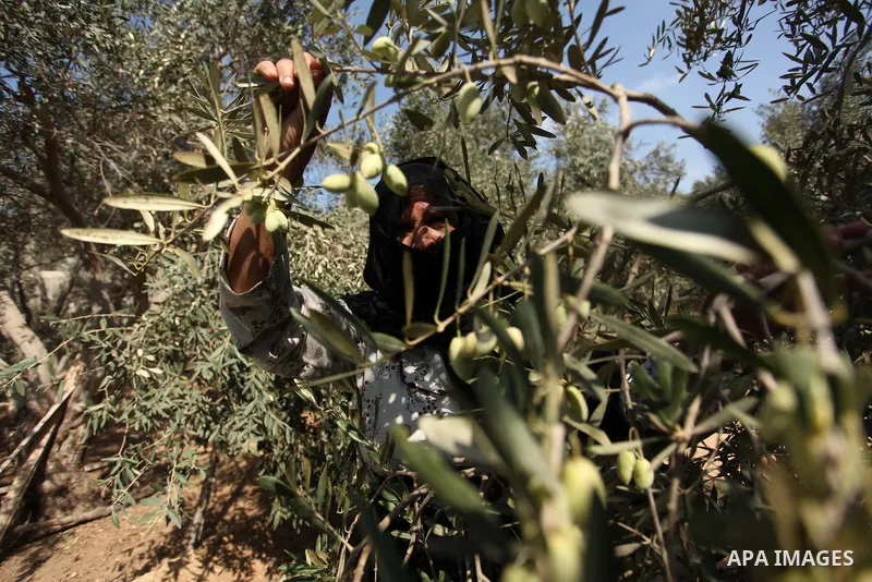 A Palestinian woman picks olives during harvest season at a farm in Bureij refugee camp, central Gaza Strip, October 6, 2016. Photo by Ashraf Amra