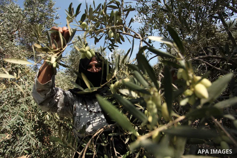 A Palestinian woman picks olives during harvest season at a farm in Bureij refugee camp, central Gaza Strip, October 6, 2016. Photo by Ashraf Amra