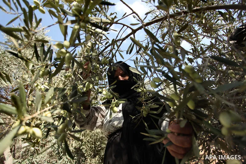 A Palestinian woman picks olives during harvest season at a farm in Bureij refugee camp, central Gaza Strip, October 6, 2016. Photo by Ashraf Amra