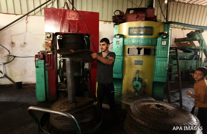 A Palestinian man presses olives by a machine to be made into oil at an olive press in Gaza City October 6, 2016. Photo by Ashraf Amra