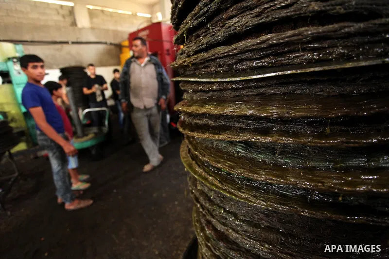 A Palestinian man presses olives by a machine to be made into oil at an olive press in Gaza City October 6, 2016. Photo by Ashraf Amra