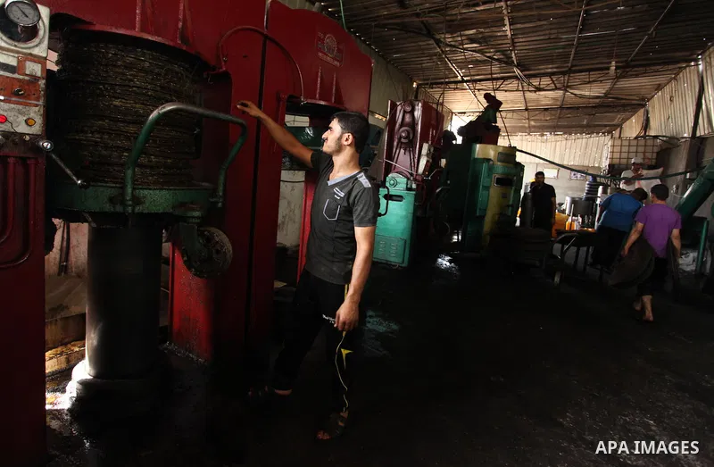 A Palestinian man presses olives by a machine to be made into oil at an olive press in Gaza City October 6, 2016. Photo by Ashraf Amra