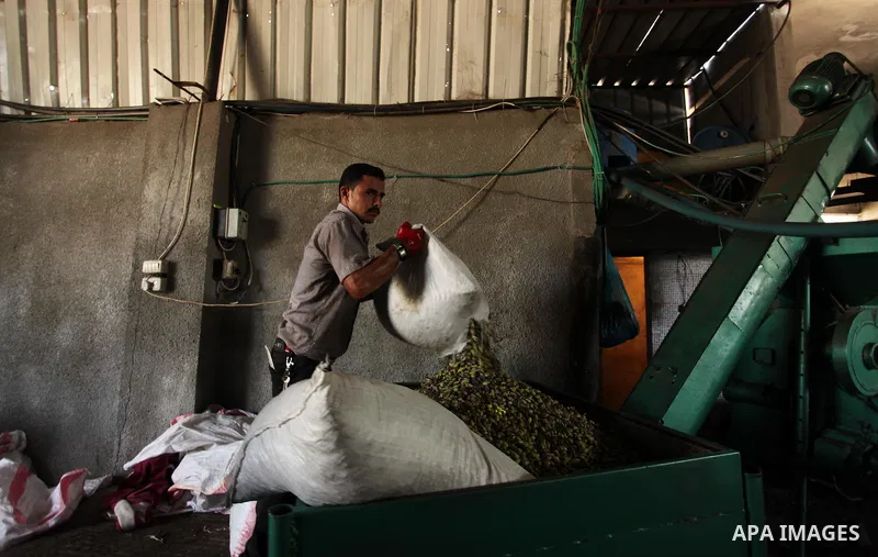 A Palestinian man sorts olives cleaned by a machine before pressing it to be made into oil at an olive press in Gaza City October 6, 2016. Photo by Ashraf Amra