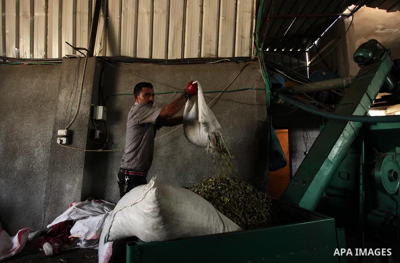 A Palestinian man sorts olives cleaned by a machine before pressing it to be made into oil at an olive press in Gaza City October 6, 2016. Photo by Ashraf Amra