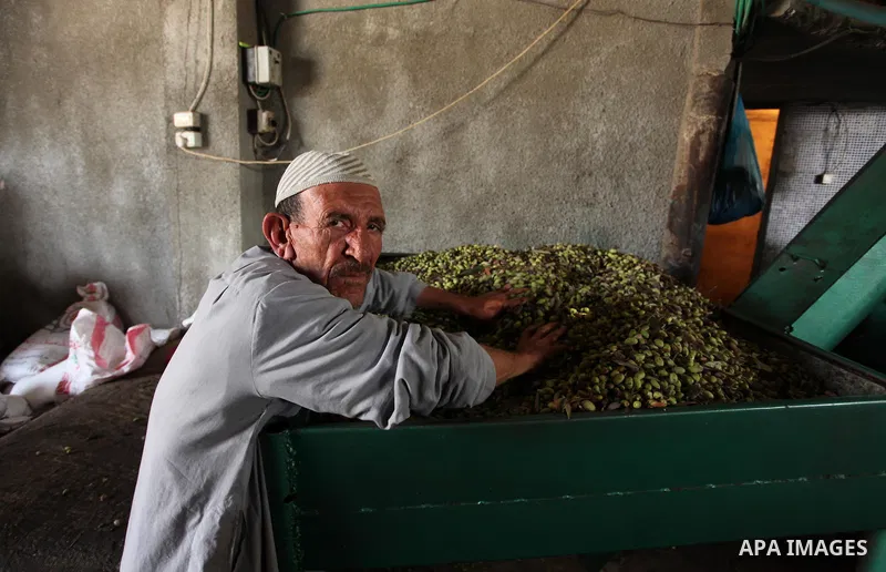 A Palestinian man sorts olives cleaned by a machine before pressing it to be made into oil at an olive press in Gaza City October 6, 2016. Photo by Ashraf Amra