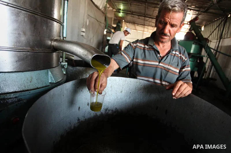 A Palestinian man pours newly-made olive oil into a plastic container at an olive press in Gaza City October 6, 2016. Photo by Ashraf Amra