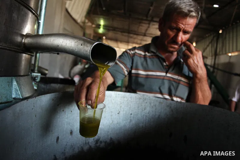 A Palestinian man pours newly-made olive oil into a plastic container at an olive press in Gaza City October 6, 2016. Photo by Ashraf Amra