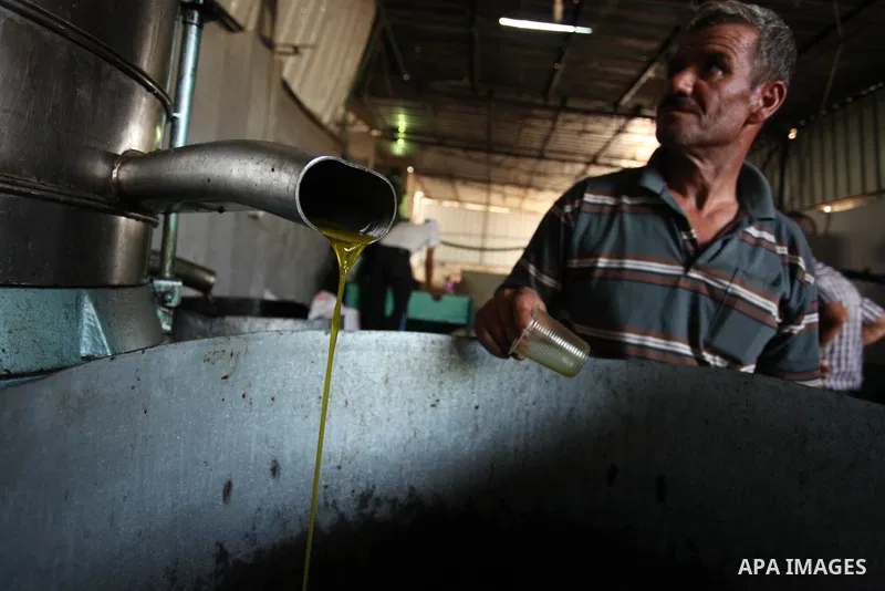 A Palestinian man pours newly-made olive oil into a plastic container at an olive press in Gaza City October 6, 2016. Photo by Ashraf Amra