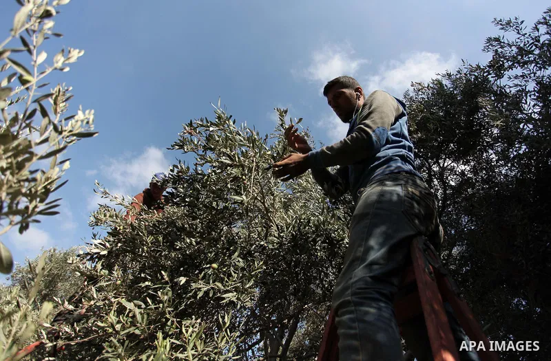 Palestinians pick olives during harvest season at a farm in Bureij refugee camp, central Gaza Strip, October 6, 2016. Photo by Ashraf Amra