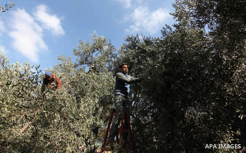 Palestinians pick olives during harvest season at a farm in Bureij refugee camp, central Gaza Strip, October 6, 2016. Photo by Ashraf Amra