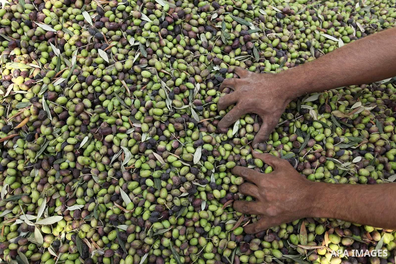 A Palestinian man picks olives during harvest season at a farm in Bureij refugee camp, central Gaza Strip, October 6, 2016. Photo by Ashraf Amra