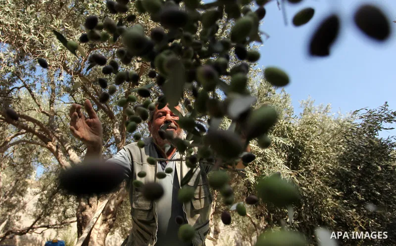 A Palestinian man picks olives during harvest season at a farm in Bureij refugee camp, central Gaza Strip, October 6, 2016. Photo by Ashraf Amra