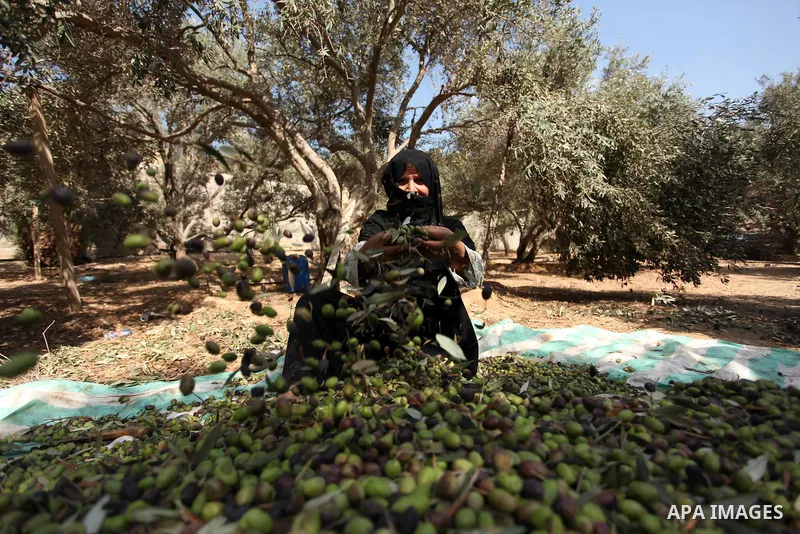 A Palestinian woman picks olives during harvest season at a farm in Bureij refugee camp, central Gaza Strip, October 6, 2016. Photo by Ashraf Amra