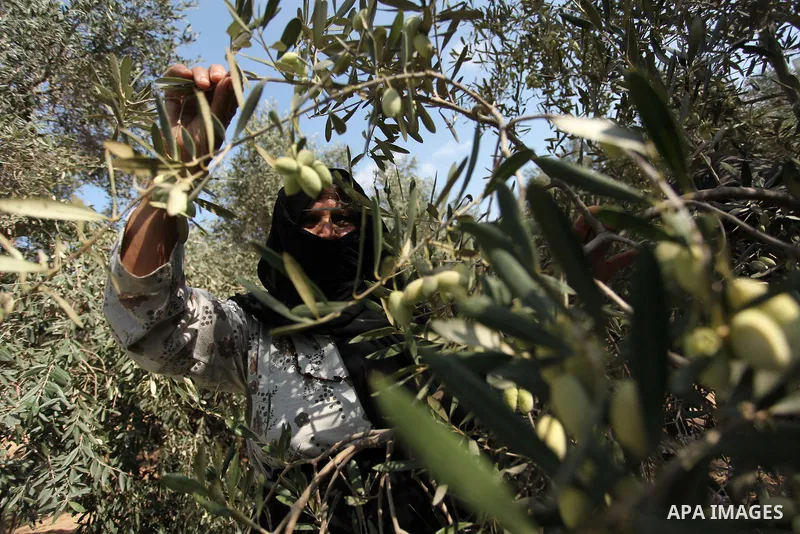 A Palestinian woman picks olives during harvest season at a farm in Bureij refugee camp, central Gaza Strip, October 6, 2016. Photo by Ashraf Amra