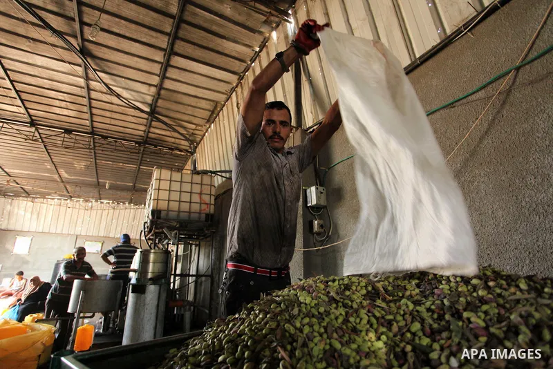 A Palestinian man sorts olives cleaned by a machine before pressing it to be made into oil at an olive press in Gaza City October 6, 2016. Photo by Ashraf Amra