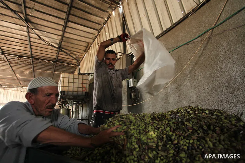 A Palestinian man sorts olives cleaned by a machine before pressing it to be made into oil at an olive press in Gaza City October 6, 2016. Photo by Ashraf Amra