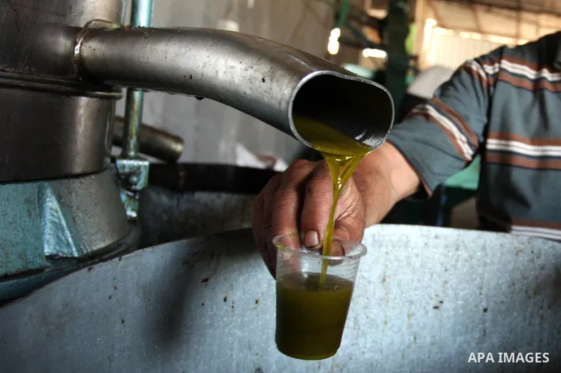 A Palestinian man pours newly-made olive oil into a plastic container at an olive press in Gaza City October 6, 2016. Photo by Ashraf Amra
