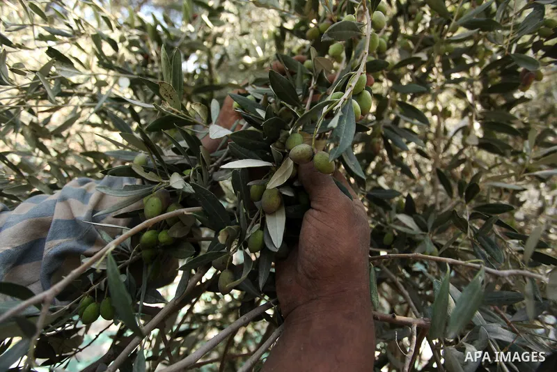 A Palestinian man picks olives during harvest season at a farm in Bureij refugee camp, central Gaza Strip, October 6, 2016. Photo by Ashraf Amra