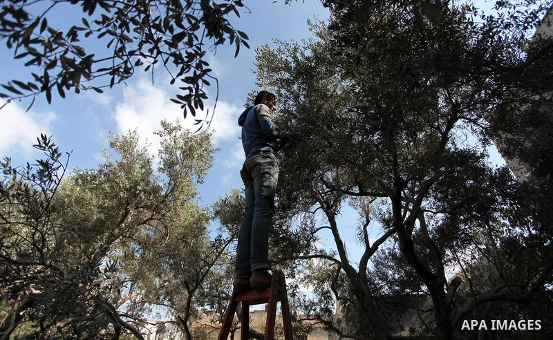 Palestinians pick olives during harvest season at a farm in Bureij refugee camp, central Gaza Strip, October 6, 2016. Photo by Ashraf Amra