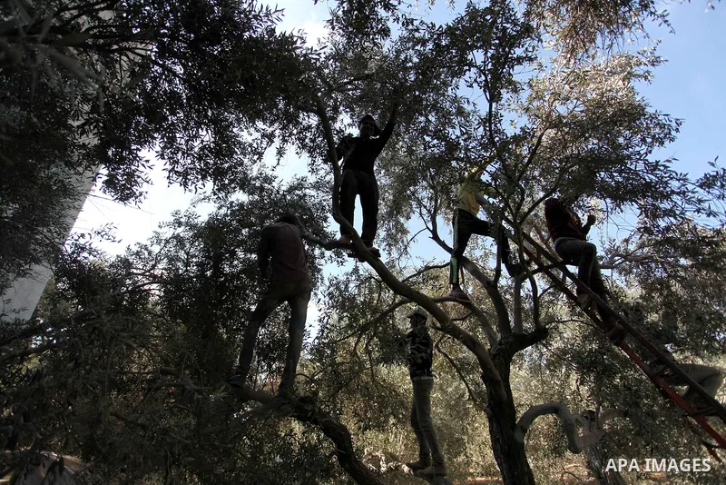 Palestinians pick olives during harvest season at a farm in Bureij refugee camp, central Gaza Strip, October 6, 2016. Photo by Ashraf Amra